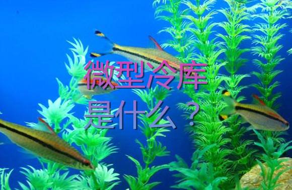 微型冷庫是什么？.jpg